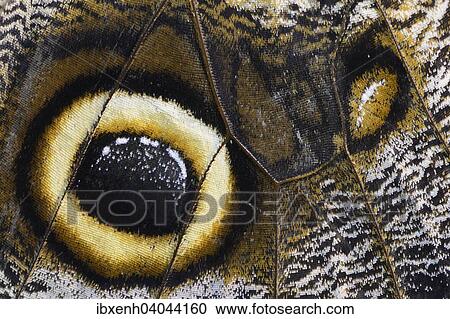 "Giant Owl (Caligo eurilochus), wings, captive, Emsland, Lower Saxony, Germany, Europe" View Large Photo Image Stock Image - "Giant Owl (Caligo eurilochus), wings, captive, Emsland, Lower Saxony, Germany, Europe". Fotosearch
