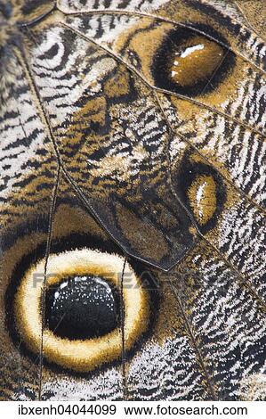 Stock Photo - "Giant Owl (Caligo eurilochus), wings, captive, Emsland, Lower Saxony, Germany, Europe". Fotosearch