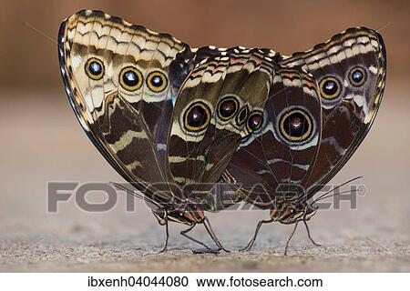 "Giant Owl (Caligo memnon), mating, captive, Emsland, Lower Saxony, Germany, Europe" View Large Photo Image Stock Image - "Giant Owl (Caligo memnon), mating, captive, Emsland, Lower Saxony, Germany, Europe". Fotosearch