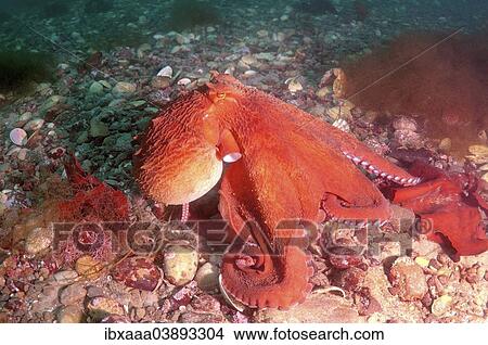 "Giant Pacific Octopus, North Pacific Giant Octopus (Enteroctopus dofleini), Sea of Japan, Primorsky Krai, Russia, Europe" View Large Photo Image Picture - "Giant Pacific Octopus, North Pacific Giant Octopus (Enteroctopus dofleini), Sea of Japan, Primorsky Krai, Russia, Europe". Fotosearch