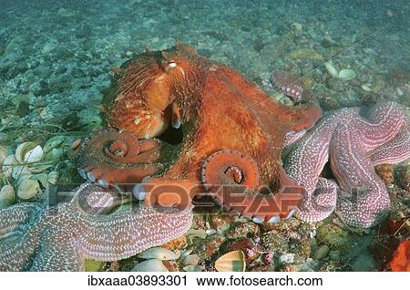 "Giant Pacific Octopus, North Pacific Giant Octopus (Enteroctopus dofleini), Sea of Japan, Primorsky Krai, Russia, Europe" View Large Photo Image Stock Image - "Giant Pacific Octopus, North Pacific Giant Octopus (Enteroctopus dofleini), Sea of Japan, Primorsky Krai, Russia, Europe". Fotosearch