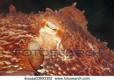 "Giant Pacific Octopus, North Pacific Giant Octopus (Enteroctopus dofleini), Sea of Japan, Primorsky Krai, Russia, Europe" View Large Photo Image Stock Image - "Giant Pacific Octopus, North Pacific Giant Octopus (Enteroctopus dofleini), Sea of Japan, Primorsky Krai, Russia, Europe". Fotosearch