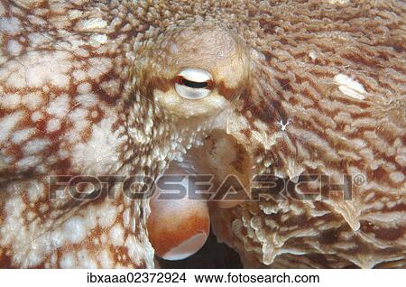 "Giant Pacific octopus or North Pacific Giant octopus (Enteroctopus dofleini), Japan Sea, Far East, Primorsky Krai, Russian Federation" View Large Photo Image Picture - "Giant Pacific octopus or North Pacific Giant octopus (Enteroctopus dofleini), Japan Sea, Far East, Primorsky Krai, Russian Federation". Fotosearch