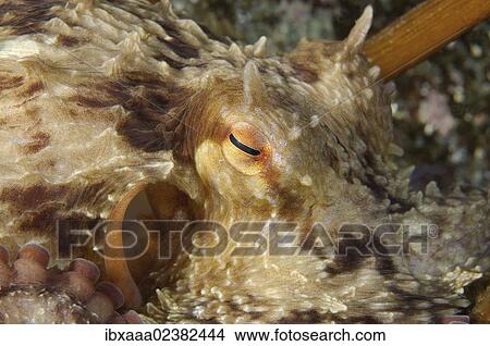 "Giant Pacific octopus or North Pacific giant octopus (Enteroctopus dofleini), Japan Sea, Primorsky Krai, Russian Federation, Far East" View Large Photo Image Picture - "Giant Pacific octopus or North Pacific giant octopus (Enteroctopus dofleini), Japan Sea, Primorsky Krai, Russian Federation, Far East". Fotosearch