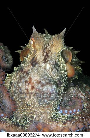 "Giant Pacific Octopus or North Pacific Giant Octopus (Enteroctopus dofleini), Sea of Japan, Primorsky Krai, Russian Far East, Russian Federation" View Large Photo Image Picture - "Giant Pacific Octopus or North Pacific Giant Octopus (Enteroctopus dofleini), Sea of Japan, Primorsky Krai, Russian Far East, Russian Federation". Fotosearch