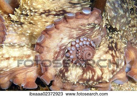 "Giant Pacific octopus or North Pacific Giant octopus (Enteroctopus dofleini), Japan Sea, Far East, Primorsky Krai, Russian Federation" View Large Photo Image Stock Image - "Giant Pacific octopus or North Pacific Giant octopus (Enteroctopus dofleini), Japan Sea, Far East, Primorsky Krai, Russian Federation". Fotosearch