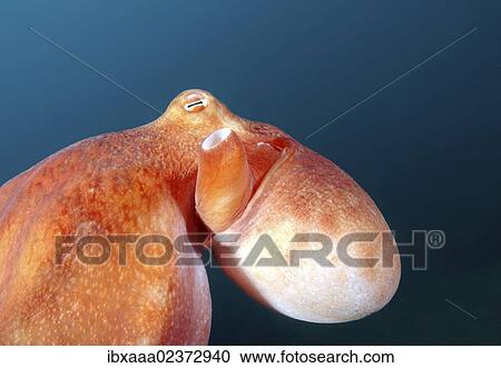 "Giant Pacific octopus or North Pacific Giant octopus (Enteroctopus dofleini), Japan Sea, Far East, Primorsky Krai, Russian Federation" View Large Photo Image Stock Image - "Giant Pacific octopus or North Pacific Giant octopus (Enteroctopus dofleini), Japan Sea, Far East, Primorsky Krai, Russian Federation". Fotosearch