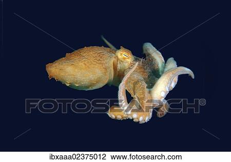 "Giant Pacific octopus or North Pacific giant octopus (Enteroctopus dofleini), Japan Sea, Primorsky Krai, Russian Federation, Far East" View Large Photo Image Stock Image - "Giant Pacific octopus or North Pacific giant octopus (Enteroctopus dofleini), Japan Sea, Primorsky Krai, Russian Federation, Far East". Fotosearch