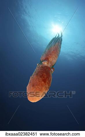 Stock Image - "Giant Pacific octopus or North Pacific giant octopus (Enteroctopus dofleini), Japan Sea, Primorsky Krai, Russian Federation, Far East". Fotosearch