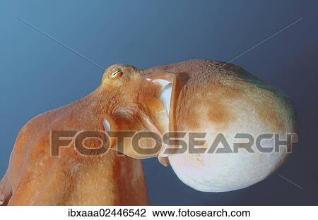 "Giant Pacific octopus or North Pacific giant octopus (Enteroctopus dofleini), Japan Sea, Primorsky Krai, Russian Federation" View Large Photo Image Stock Image - "Giant Pacific octopus or North Pacific giant octopus (Enteroctopus dofleini), Japan Sea, Primorsky Krai, Russian Federation". Fotosearch