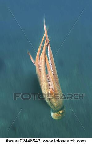 "Giant Pacific octopus or North Pacific giant octopus (Enteroctopus dofleini), Japan Sea, Primorsky Krai, Russian Federation" View Large Photo Image Stock Image - "Giant Pacific octopus or North Pacific giant octopus (Enteroctopus dofleini), Japan Sea, Primorsky Krai, Russian Federation". Fotosearch