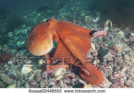 "Giant Pacific octopus or North Pacific giant octopus (Enteroctopus dofleini), Japan Sea, Primorsky Krai, Russian Federation" View Large Photo Image Stock Image - "Giant Pacific octopus or North Pacific giant octopus (Enteroctopus dofleini), Japan Sea, Primorsky Krai, Russian Federation". Fotosearch
