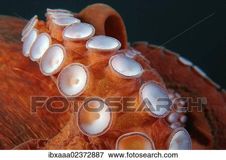 "Giant Pacific octopus or North Pacific Giant octopus (Enteroctopus dofleini), Japan Sea, Far East, Primorsky Krai, Russian Federation" View Large Photo Image Stock Photo - "Giant Pacific octopus or North Pacific Giant octopus (Enteroctopus dofleini), Japan Sea, Far East, Primorsky Krai, Russian Federation". Fotosearch
