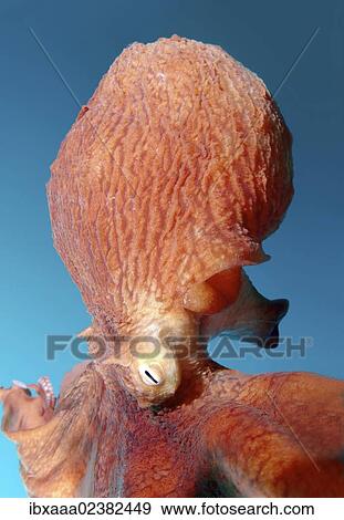 "Giant Pacific octopus or North Pacific giant octopus (Enteroctopus dofleini), Japan Sea, Primorsky Krai, Russian Federation, Far East" View Large Photo Image Stock Photo - "Giant Pacific octopus or North Pacific giant octopus (Enteroctopus dofleini), Japan Sea, Primorsky Krai, Russian Federation, Far East". Fotosearch