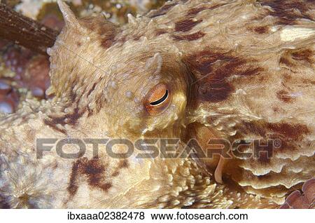 "Giant Pacific octopus or North Pacific giant octopus (Enteroctopus dofleini), Japan Sea, Primorsky Krai, Russian Federation, Far East" View Large Photo Image Stock Photo - "Giant Pacific octopus or North Pacific giant octopus (Enteroctopus dofleini), Japan Sea, Primorsky Krai, Russian Federation, Far East". Fotosearch