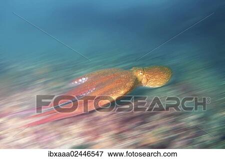 Stock Photo - "Giant Pacific octopus or North Pacific giant octopus (Enteroctopus dofleini), Japan Sea, Primorsky Krai, Russian Federation". Fotosearch