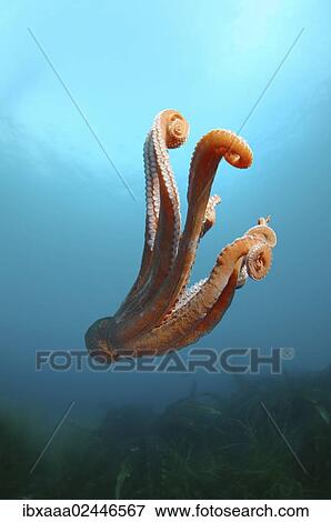 Stock Photo - "Giant Pacific octopus or North Pacific giant octopus (Enteroctopus dofleini), Japan Sea, Primorsky Krai, Russian Federation". Fotosearch