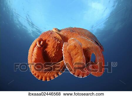 "Giant Pacific octopus or North Pacific giant octopus (Enteroctopus dofleini), Japan Sea, Primorsky Krai, Russian Federation" View Large Photo Image Stock Photo - "Giant Pacific octopus or North Pacific giant octopus (Enteroctopus dofleini), Japan Sea, Primorsky Krai, Russian Federation". Fotosearch