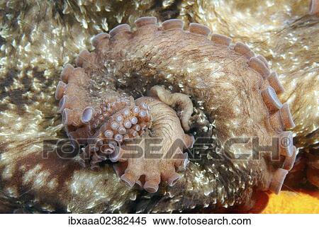 Stock Photography - "Giant Pacific octopus or North Pacific giant octopus (Enteroctopus dofleini), Japan Sea, Primorsky Krai, Russian Federation, Far East". Fotosearch