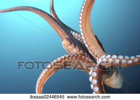 "Giant Pacific octopus or North Pacific giant octopus (Enteroctopus dofleini), Japan Sea, Primorsky Krai, Russian Federation" View Large Photo Image Stock Photography - "Giant Pacific octopus or North Pacific giant octopus (Enteroctopus dofleini), Japan Sea, Primorsky Krai, Russian Federation". Fotosearch