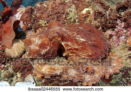 "Giant Pacific octopus or North Pacific giant octopus (Enteroctopus dofleini), camouflaged, Japan Sea, Primorsky Krai, Russian Federation" View Large Photo Image Stock Photography - "Giant Pacific octopus or North Pacific giant octopus (Enteroctopus dofleini), camouflaged, Japan Sea, Primorsky Krai, Russian Federation". Fotosearch