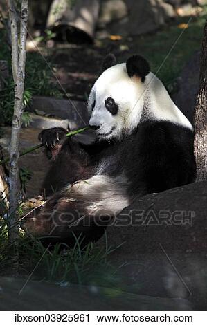 "Giant Panda (Ailuropoda melanoleuca) adult, feeding, Asia" View Large Photo Image Stock Image - "Giant Panda (Ailuropoda melanoleuca) adult, feeding, Asia". Fotosearch