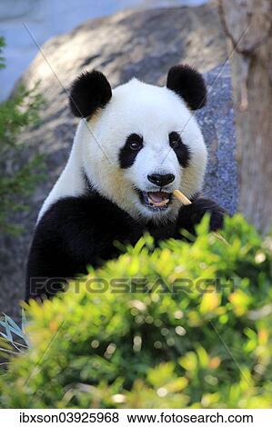 "Giant Panda (Ailuropoda melanoleuca) adult, feeding, Asia" View Large Photo Image Stock Photo - "Giant Panda (Ailuropoda melanoleuca) adult, feeding, Asia". Fotosearch