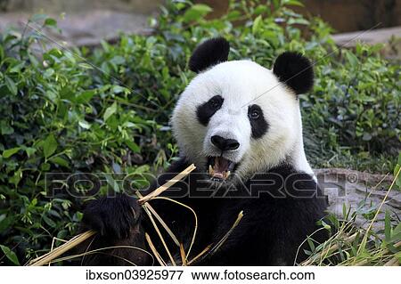 "Giant Panda (Ailuropoda melanoleuca) adult, feeding, Asia" View Large Photo Image Stock Photo - "Giant Panda (Ailuropoda melanoleuca) adult, feeding, Asia". Fotosearch