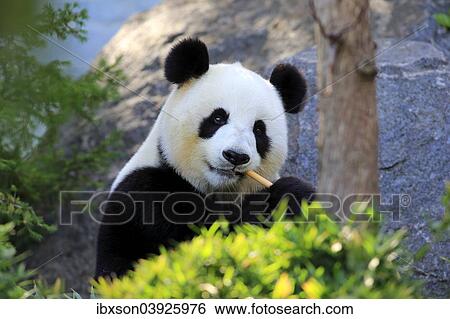 "Giant Panda (Ailuropoda melanoleuca) adult, feeding, Asia" View Large Photo Image Stock Photograph - "Giant Panda (Ailuropoda melanoleuca) adult, feeding, Asia". Fotosearch