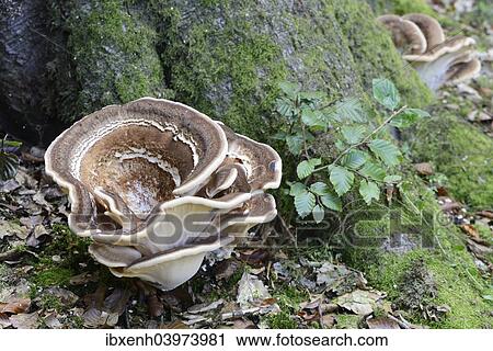 "Giant Polypore (Meripilus giganteus), Emsland, Lower Saxony, Germany, Europe" View Large Photo Image Stock Image - "Giant Polypore (Meripilus giganteus), Emsland, Lower Saxony, Germany, Europe". Fotosearch