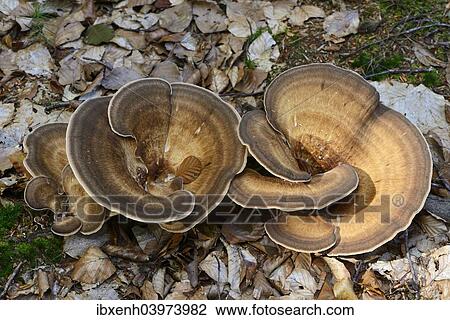 "Giant Polypore (Meripilus giganteus), Emsland, Lower Saxony, Germany, Europe" View Large Photo Image Stock Image - "Giant Polypore (Meripilus giganteus), Emsland, Lower Saxony, Germany, Europe". Fotosearch