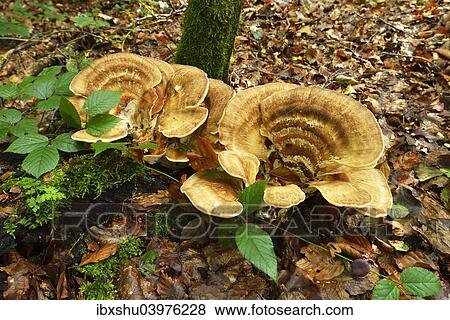 "Giant Polypore (Meripilus giganteus), Switzerland, Europe" View Large Photo Image Stock Photo - "Giant Polypore (Meripilus giganteus), Switzerland, Europe". Fotosearch