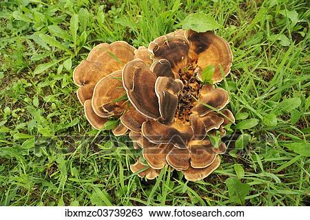 "Giant Polypore or Black-staining Polypore (Meripilus giganteus), Baden-Wurttemberg, Germany, Europe" View Large Photo Image Stock Image - "Giant Polypore or Black-staining Polypore (Meripilus giganteus), Baden-Wurttemberg, Germany, Europe". Fotosearch
