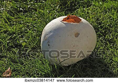 "Giant Puffball (Calvatia gigantea), Mecklenburg-Vorpommern, Germany, Europe" View Large Photo Image Stock Photo - "Giant Puffball (Calvatia gigantea), Mecklenburg-Vorpommern, Germany, Europe". Fotosearch
