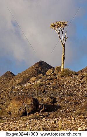 "Giant Quiver Tree (Aloe pillansii), Richtersveld National Park, South Africa, Africa" View Large Photo Image Stock Image - "Giant Quiver Tree (Aloe pillansii), Richtersveld National Park, South Africa, Africa". Fotosearch