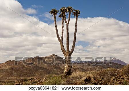 "Giant Quiver Tree or Bastard Quiver Tree (Aloe pillansii), ǀAi-ǀAis Richtersveld Transfrontier Park, Provinz Nordkap, Republik Sudafrika, Northern Cape, South Africa, Africa" View Large Photo Image Stock Image - "Giant Quiver Tree or Bastard Quiver Tree (Aloe pillansii), ǀAi-ǀAis Richtersveld Transfrontier Park, Provinz Nordkap, Republik Sudafrika, Northern Cape, South Africa, Africa". Fotosearch