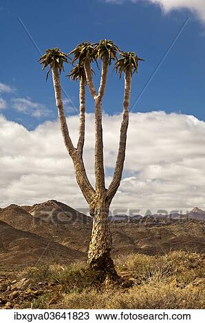 "Giant Quiver Tree or Bastard Quiver Tree (Aloe pillansii), ǀAi-ǀAis Richtersveld Transfrontier Park, Provinz Nordkap, Republik Sudafrika, Northern Cape, South Africa, Africa" View Large Photo Image Stock Image - "Giant Quiver Tree or Bastard Quiver Tree (Aloe pillansii), ǀAi-ǀAis Richtersveld Transfrontier Park, Provinz Nordkap, Republik Sudafrika, Northern Cape, South Africa, Africa". Fotosearch
