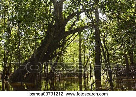 Stock Image - "Giant rainforest tree in the flooded Varzea forest, Mamiraua National Park, Manaus, Amazonas, Brazil, South America". Fotosearch