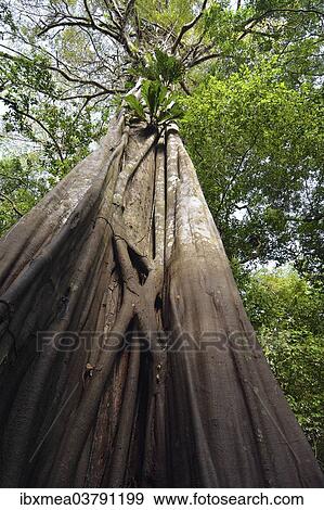 "Giant rainforest tree in the flooded Varzea forest, Mamiraua National Park, Manaus, Amazonas, Brazil, South America" View Large Photo Image Stock Photo - "Giant rainforest tree in the flooded Varzea forest, Mamiraua National Park, Manaus, Amazonas, Brazil, South America". Fotosearch