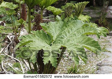 "Giant Rhubarb (Gunnera manicata), Ireland, British Isles, Europe" View Large Photo Image Stock Image - "Giant Rhubarb (Gunnera manicata), Ireland, British Isles, Europe". Fotosearch