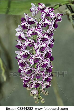 Stock Image - "Giant Rhynchostylis orchid (Rhynchostylis gigantea), Chiang Mai Province, Thailand, Asia". Fotosearch