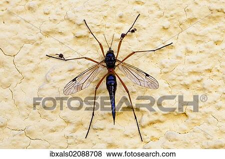 Stock Photo - "Giant sabre comb-horn cranefly (Tanyptera atrata), wine district, Lower Austria, Austria, Europe". Fotosearch