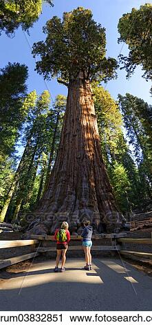 "Giant sequoia General Sherman (Sequoiadendron giganteum), in front two visitors, Giant Forest, Sequoia National Park, California, United States, North America" View Large Photo Image Stock Image - "Giant sequoia General Sherman (Sequoiadendron giganteum), in front two visitors, Giant Forest, Sequoia National Park, California, United States, North America". Fotosearch