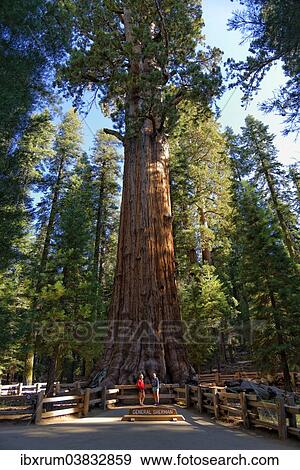 "Giant sequoia General Sherman (Sequoiadendron giganteum), in front two visitors, Giant Forest, Sequoia National Park, California, United States, North America" View Large Photo Image Stock Photo - "Giant sequoia General Sherman (Sequoiadendron giganteum), in front two visitors, Giant Forest, Sequoia National Park, California, United States, North America". Fotosearch