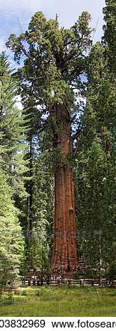 "Giant sequoia General Sherman (Sequoiadendron giganteum) in the Giant Forest, Sequoia National Park, California, United States, North America" View Large Photo Image Stock Photo - "Giant sequoia General Sherman (Sequoiadendron giganteum) in the Giant Forest, Sequoia National Park, California, United States, North America". Fotosearch