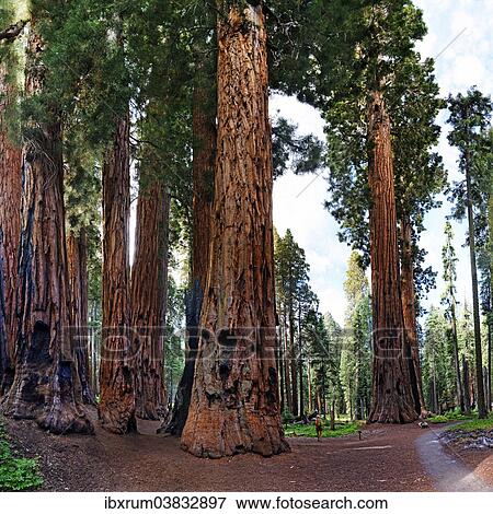 "Giant sequoia (Sequoiadendron giganteum), in front a visitor, Giant Forest, Sequoia National Park, California, United States, North America" View Large Photo Image Stock Photo - "Giant sequoia (Sequoiadendron giganteum), in front a visitor, Giant Forest, Sequoia National Park, California, United States, North America". Fotosearch