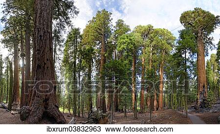 "Giant sequoia trees (Sequoiadendron giganteum) in the Giant Forest, Sequoia National Park, California, United States, North America" View Large Photo Image Stock Image - "Giant sequoia trees (Sequoiadendron giganteum) in the Giant Forest, Sequoia National Park, California, United States, North America". Fotosearch
