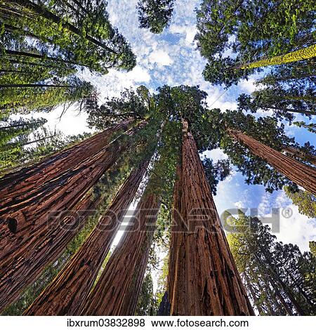 "Giant sequoia trees (Sequoiadendron giganteum), frog perspective, the Giant Forest, Sequoia National Park, California, United States, North America" View Large Photo Image Stock Photo - "Giant sequoia trees (Sequoiadendron giganteum), frog perspective, the Giant Forest, Sequoia National Park, California, United States, North America". Fotosearch
