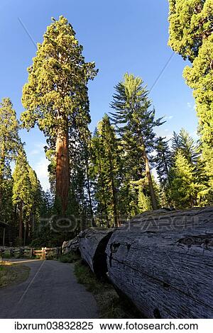 Stock Photography - "Giant sequoia trees (Sequoiadendron giganteum) in the Giant Forest, Sequoia National Park, California, United States, North America". Fotosearch