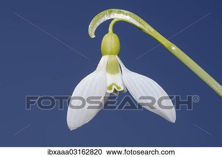 "Giant Snowdrop (Galanthus elwesii), Odessa Oblast, Ukraine, Europe" View Large Photo Image Stock Image - "Giant Snowdrop (Galanthus elwesii), Odessa Oblast, Ukraine, Europe". Fotosearch